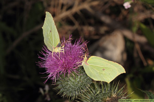 Citronfjäril, Gonepteryx rhamni